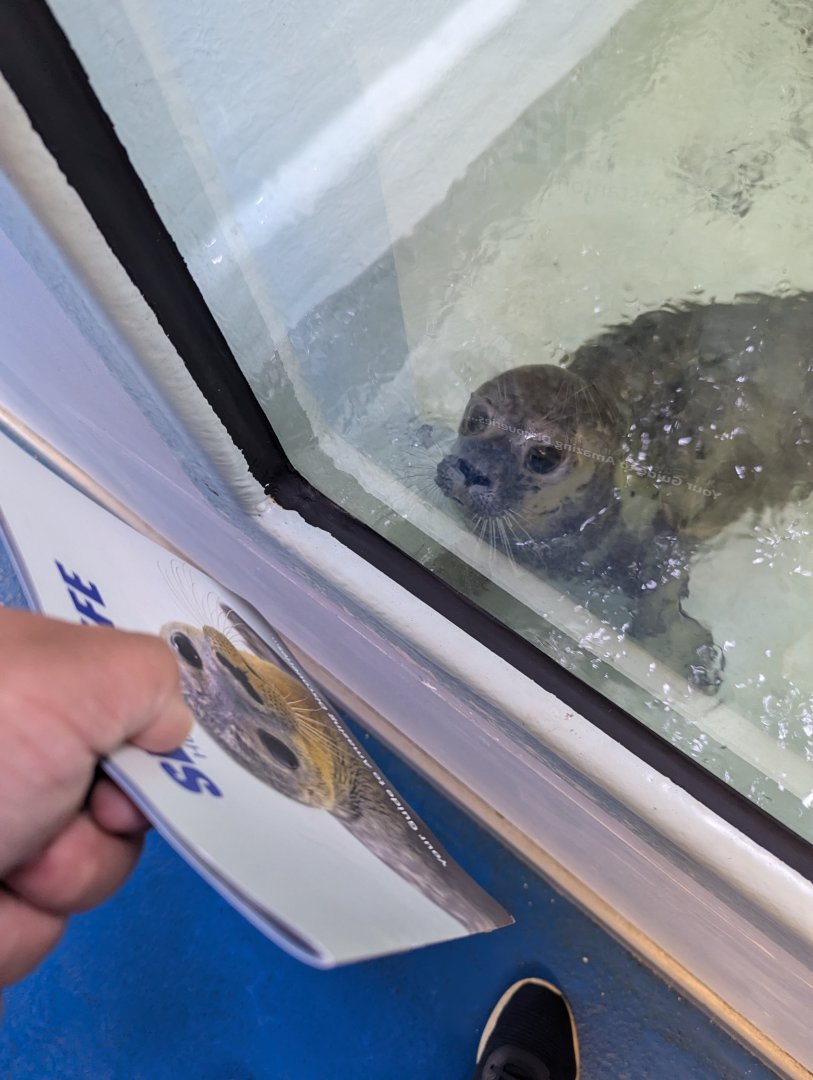 Rescued Seal Pup Likes the Zoo Guide