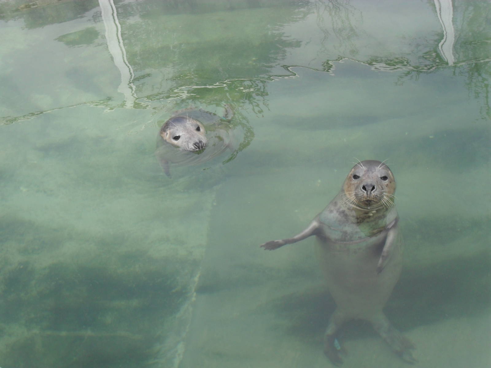 Rescued Seals in Rehab