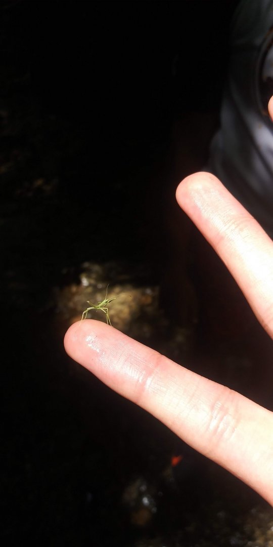 'Rescued' stick insect