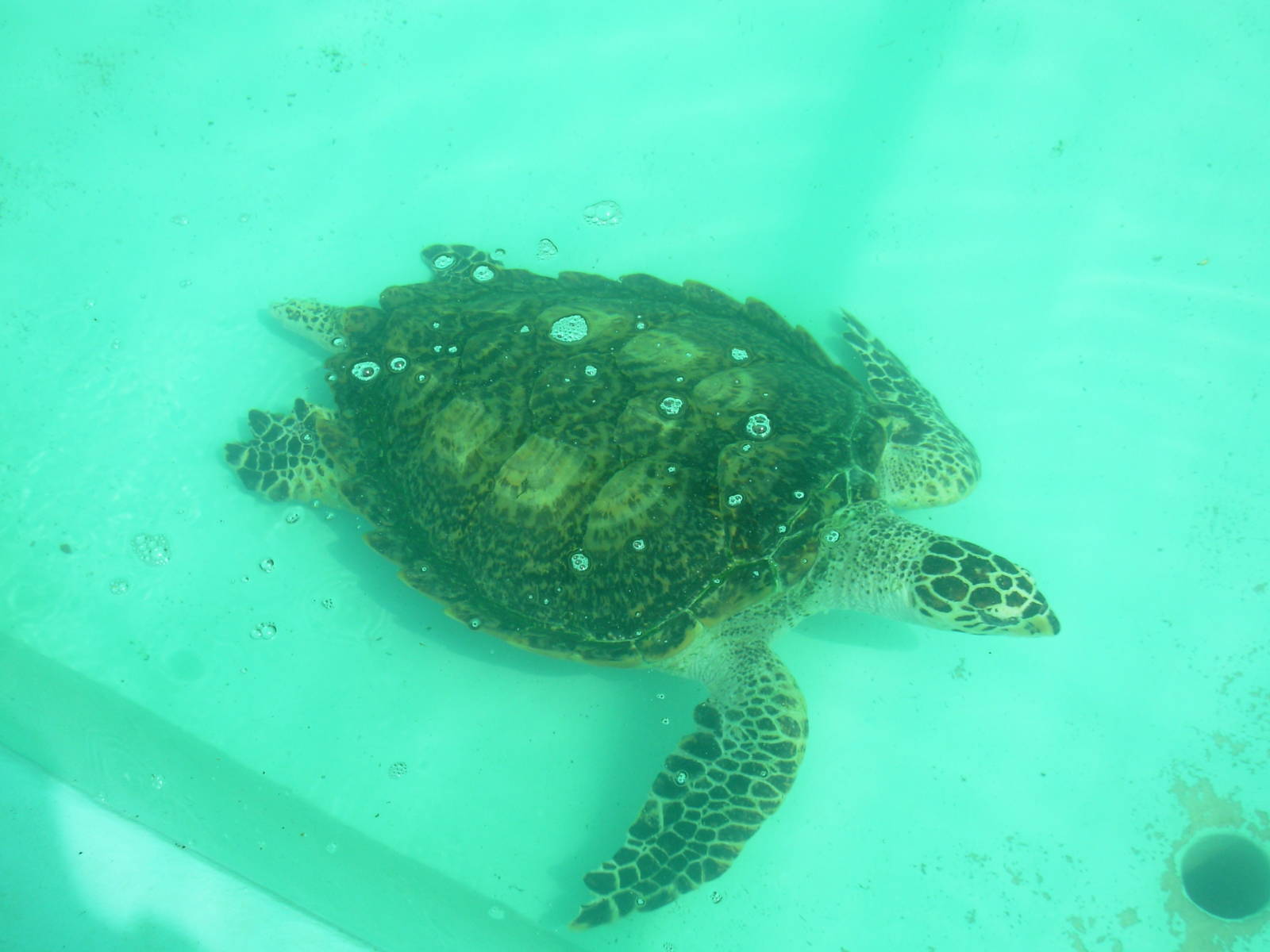 Rescued Turtle - Crocodylus Park