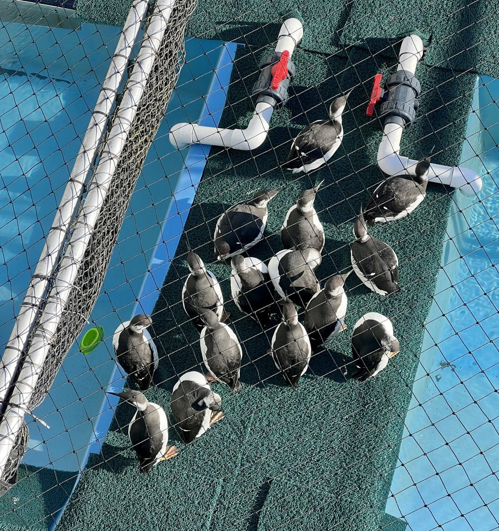 Research flock of Common Murres