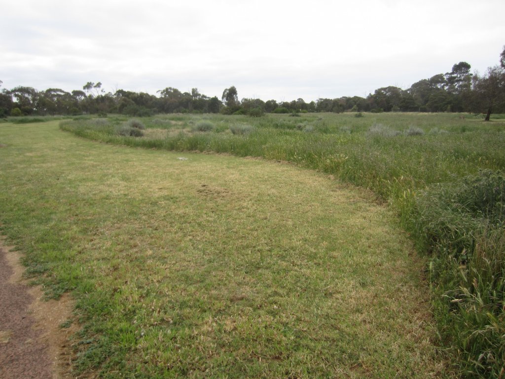 Researching native grasses