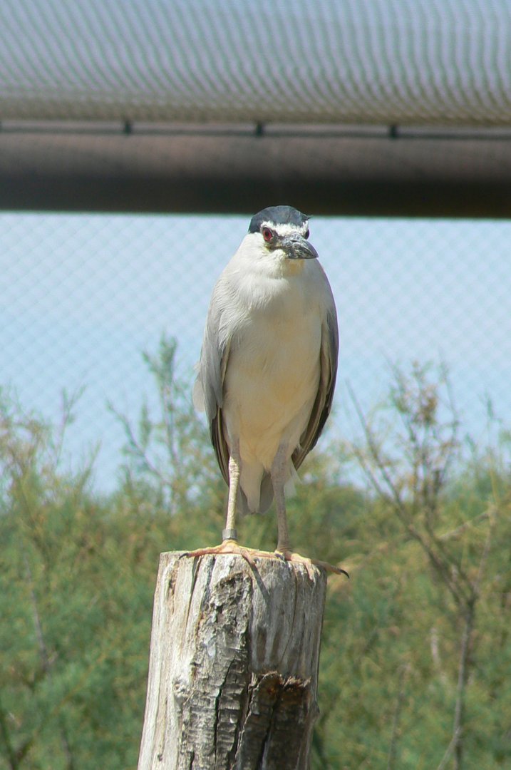 Réserve africaine de Sigean - African giant walkthrough aviary - Black-crowned night heron