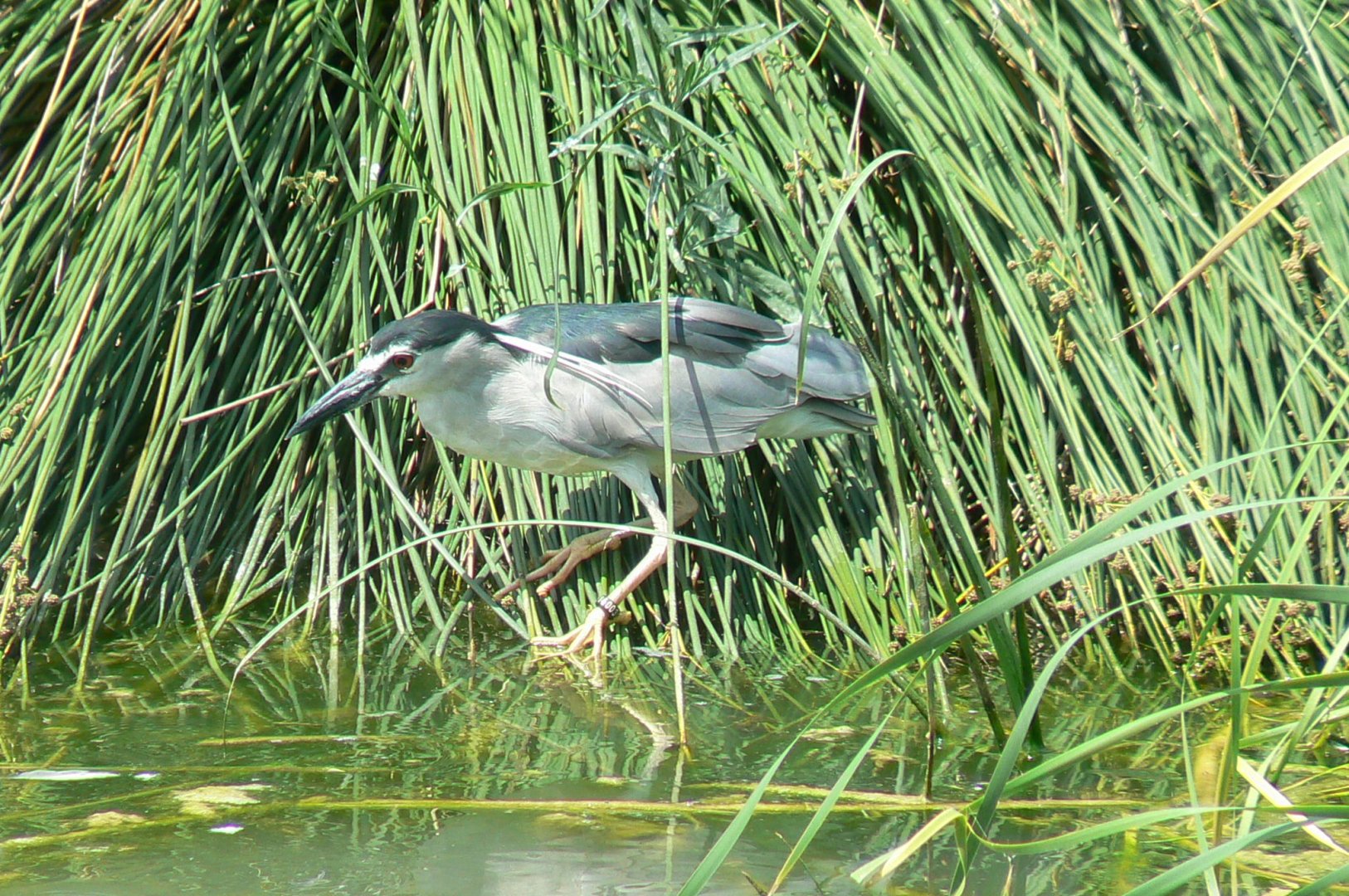 Réserve africaine de Sigean - African giant walkthrough aviary - Black-crowned night heron
