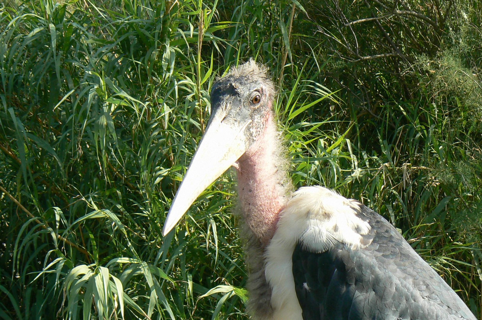 Réserve africaine de Sigean - African giant walkthrough aviary - Bright-billed marabou stork