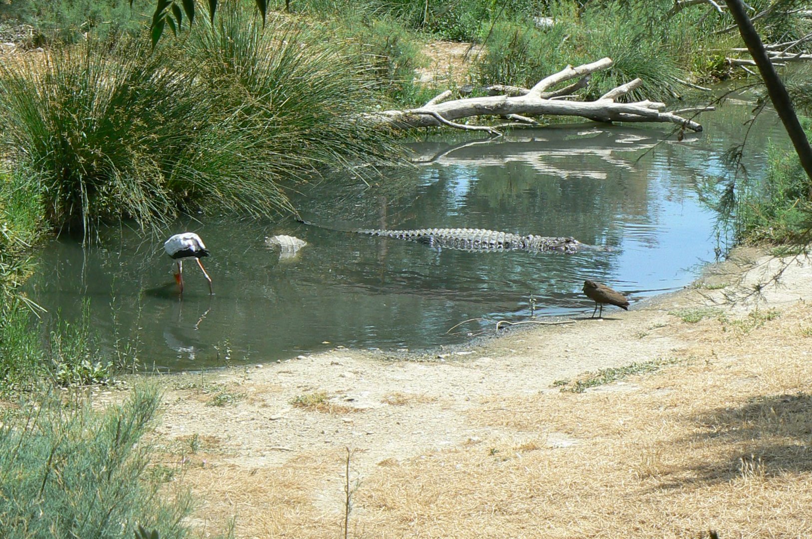 Réserve africaine de Sigean - African giant walkthrough aviary - Cool neighbours