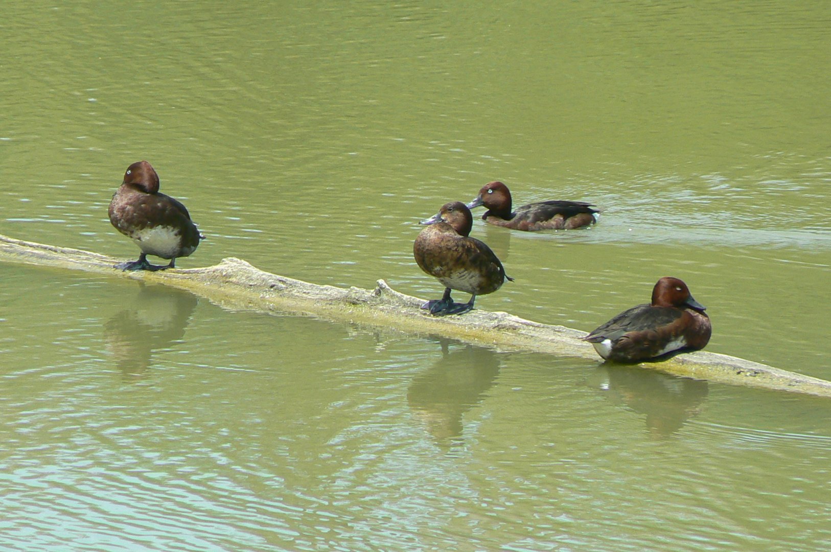 Réserve africaine de Sigean - African giant walkthrough aviary - Ferruginous ducks