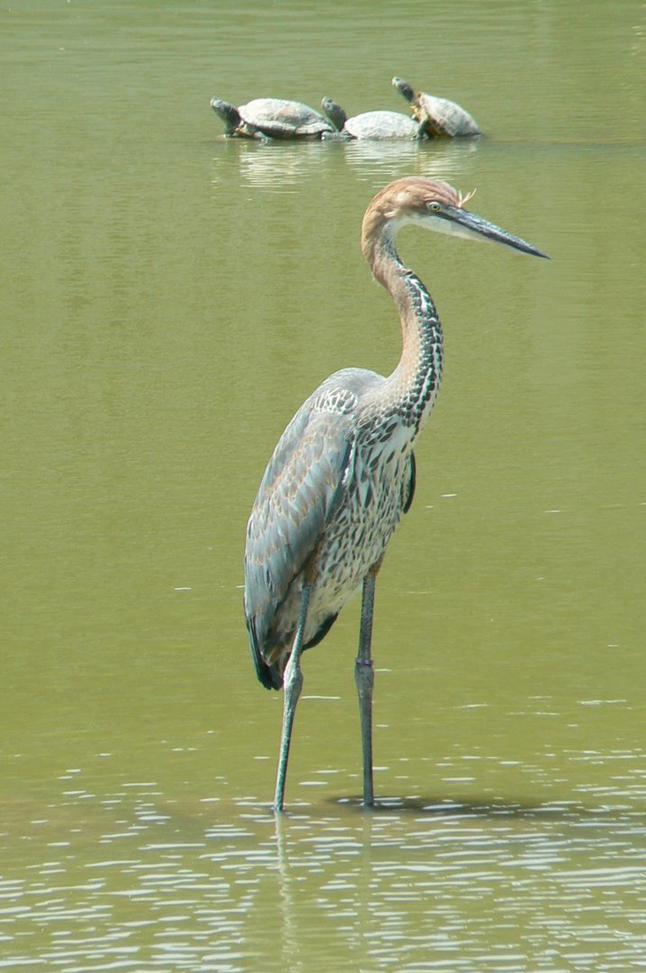 Réserve africaine de Sigean - African giant walkthrough aviary - Goliath heron and red-eared sliders