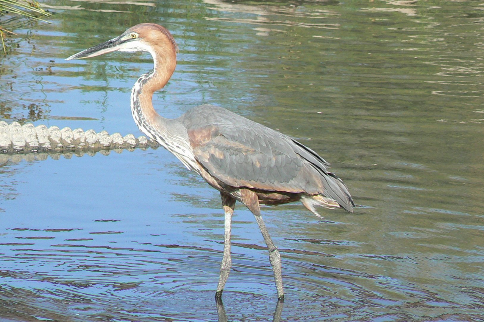 Réserve africaine de Sigean - African giant walkthrough aviary - Goliath heron hunting
