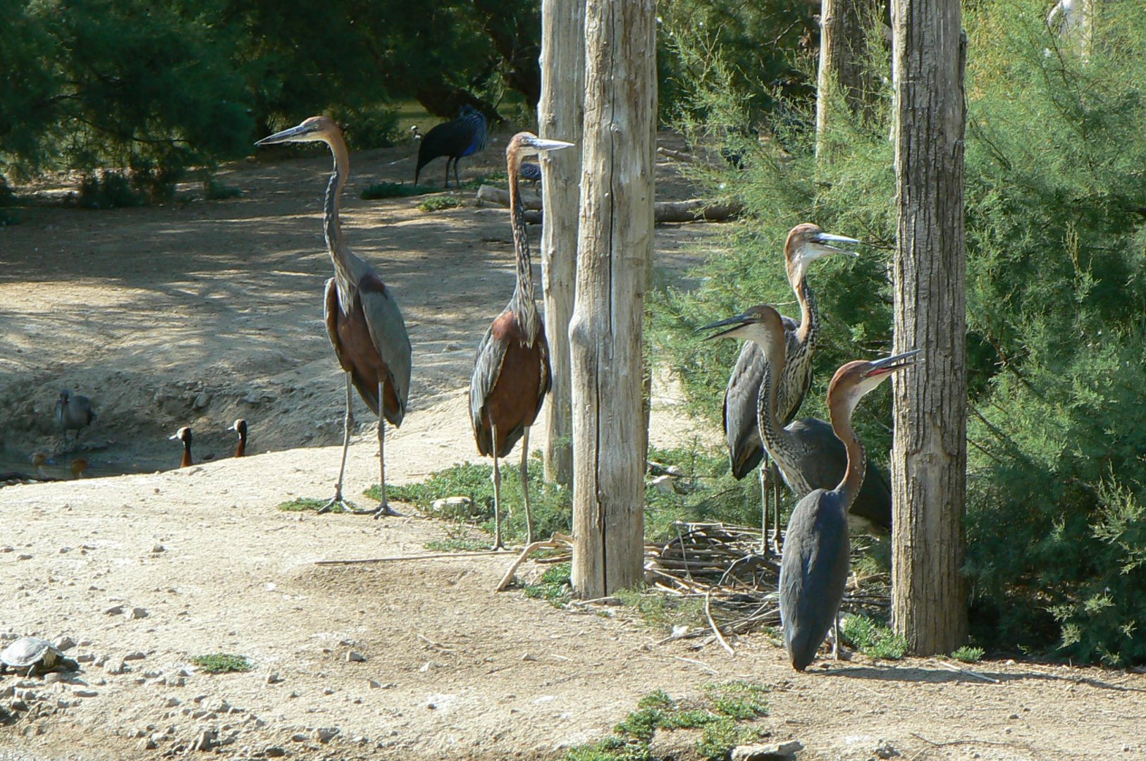 Réserve africaine de Sigean - African giant walkthrough aviary - Goliath herons family