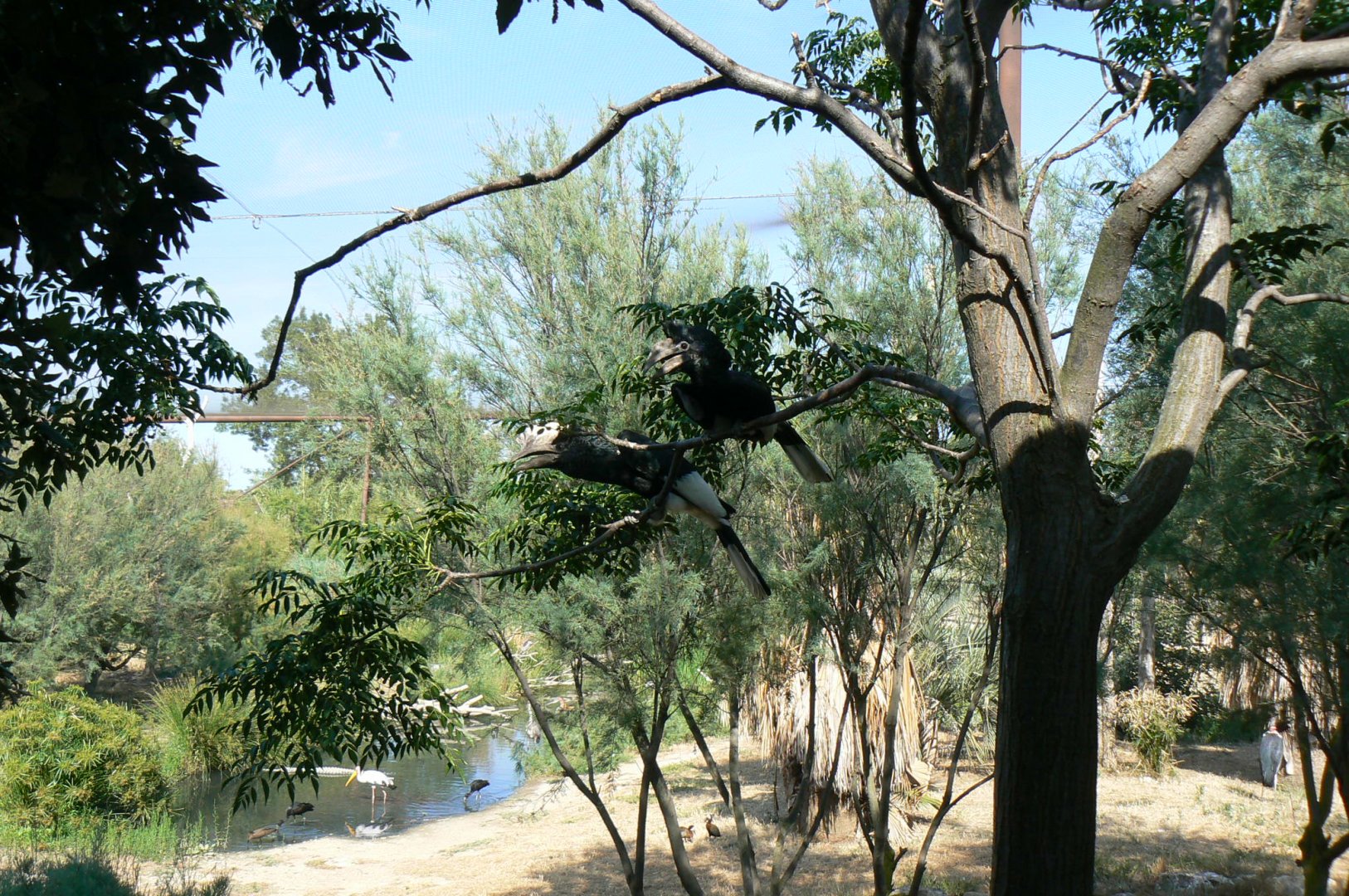 Réserve africaine de Sigean - African giant walkthrough aviary - Grey-cheeked hornbill pair