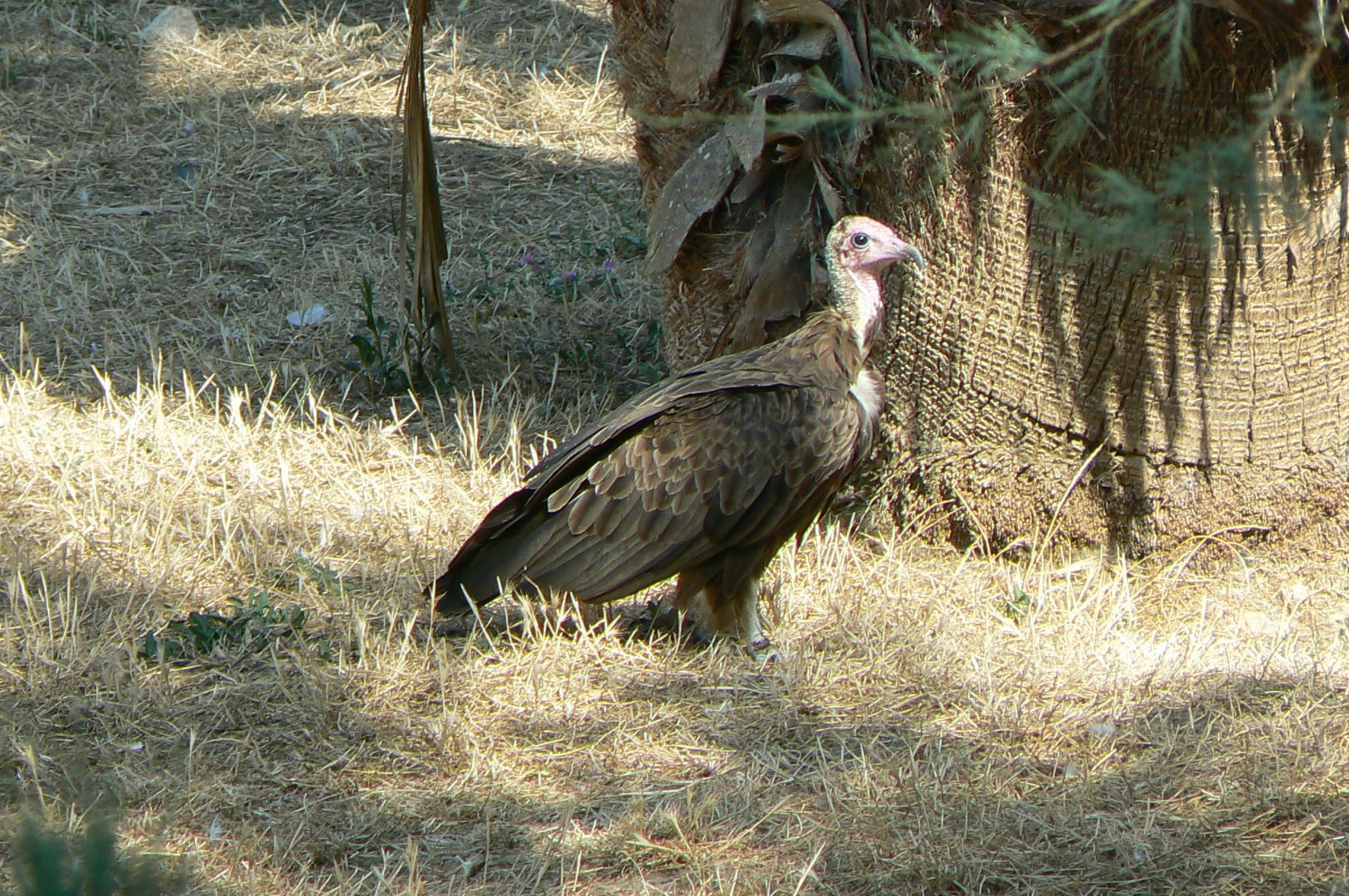Réserve africaine de Sigean - African giant walkthrough aviary - Hooded vulture