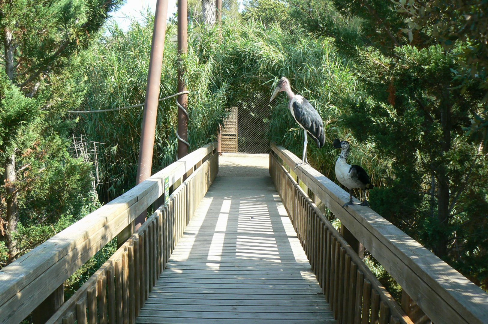 Réserve africaine de Sigean - African giant walkthrough aviary - Marabou stork and comb duck trap !
