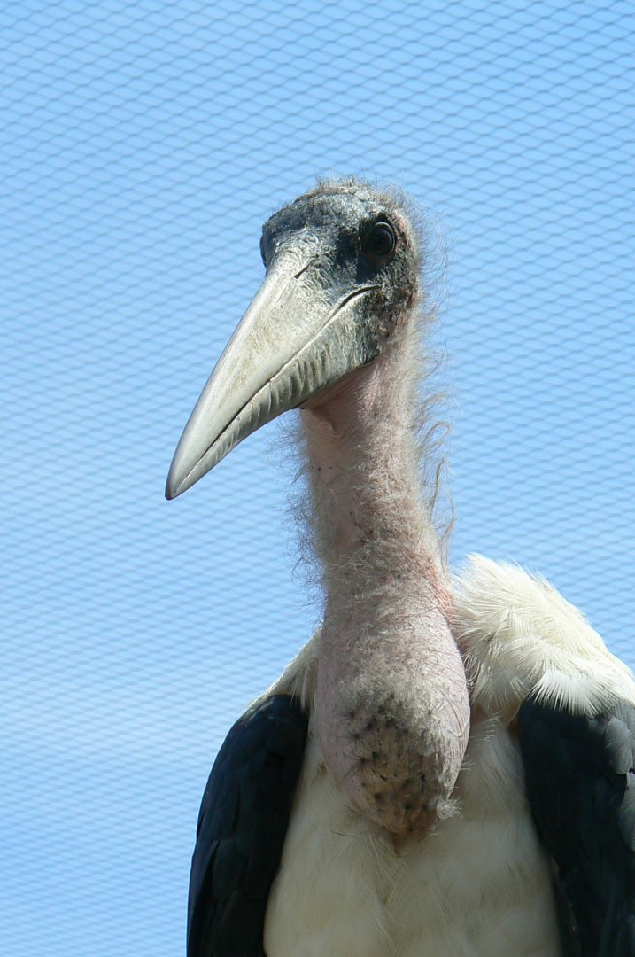 Réserve africaine de Sigean - African giant walkthrough aviary - Marabout stork
