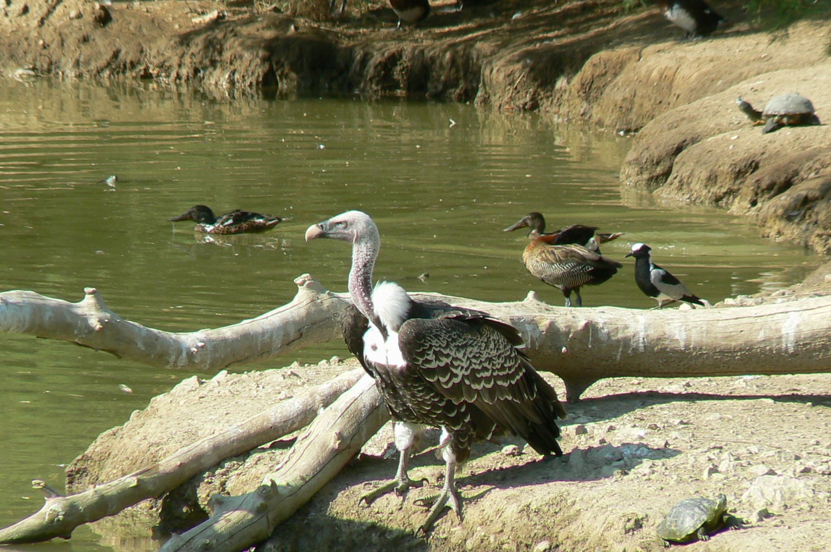 Réserve africaine de Sigean - African giant walkthrough aviary - Rueppell's vulture, blacksmith lapwing, white-faced whistling duck, northen shovelers