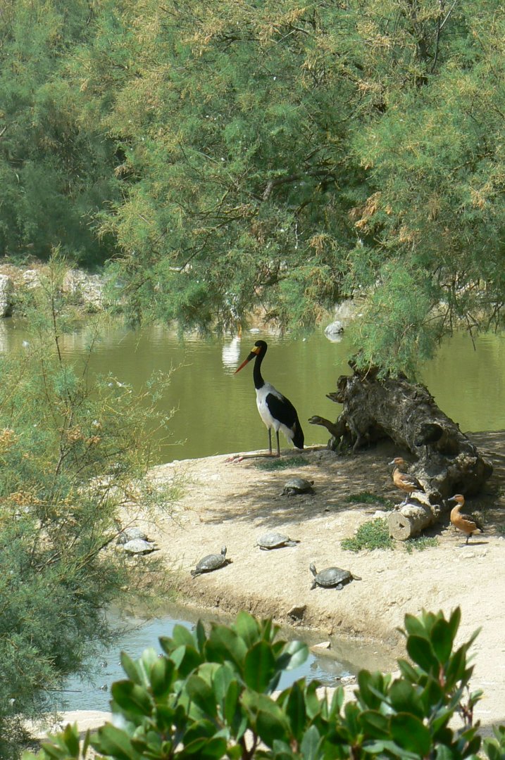 Réserve africaine de Sigean - African giant walkthrough aviary - Saddle-billed stork and fulvous whistling-ducks