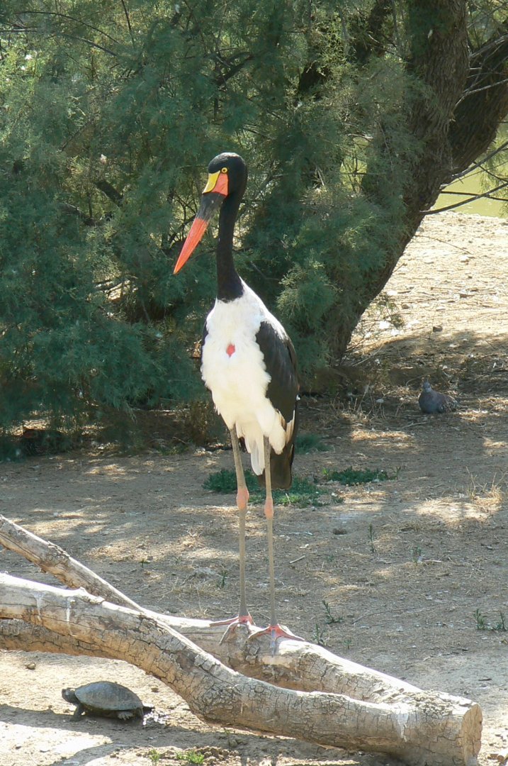 Réserve africaine de Sigean - African giant walkthrough aviary - Saddle-billed stork