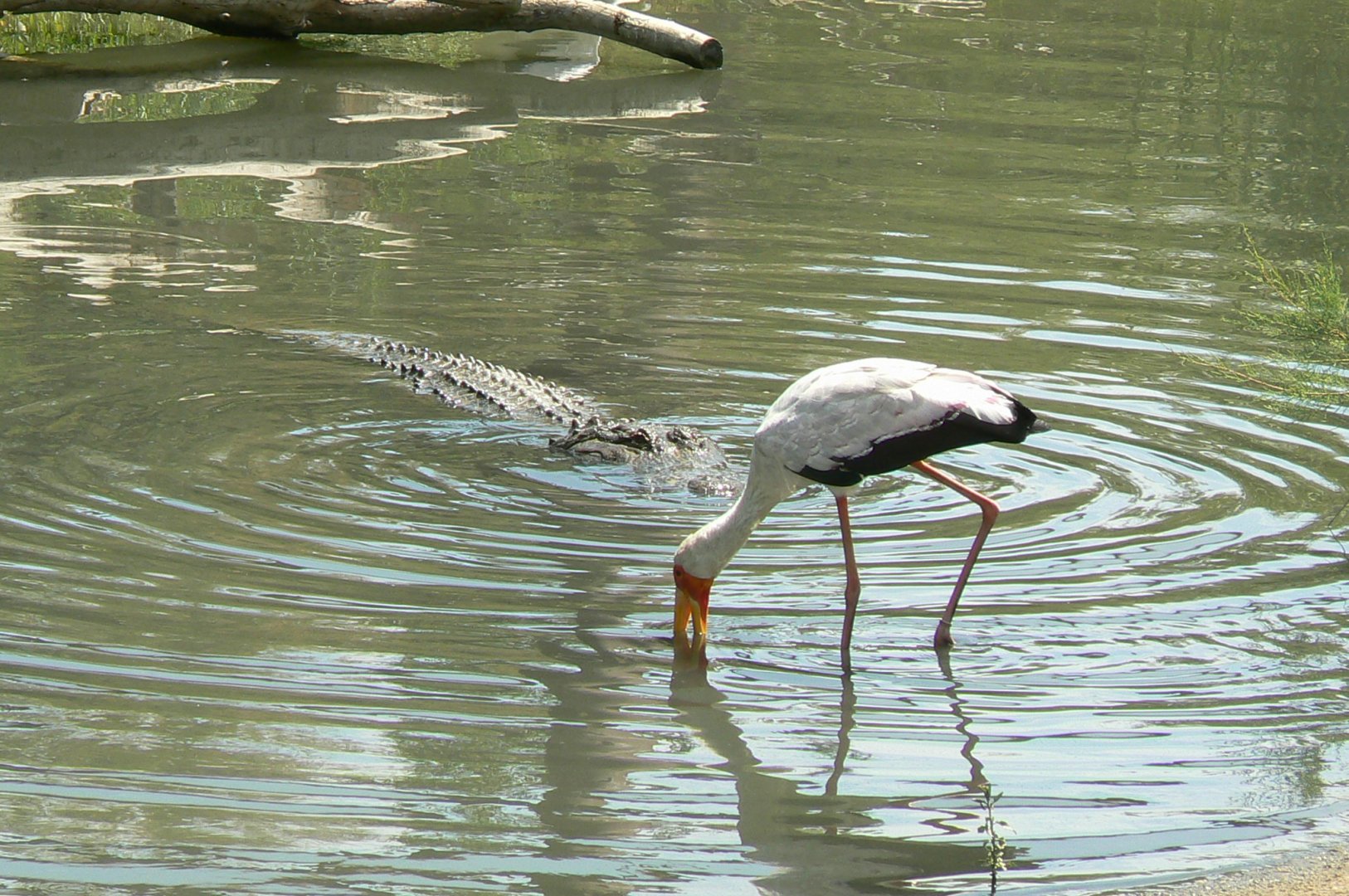 Réserve africaine de Sigean - African giant walkthrough aviary - Time for lunch or not ?!