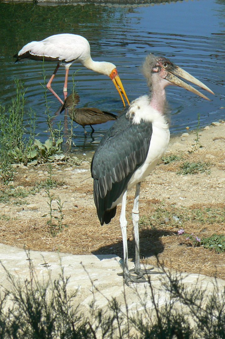 Réserve africaine de Sigean - African giant walkthrough aviary - Yellow-billed stork, hammerkop and marabou stork