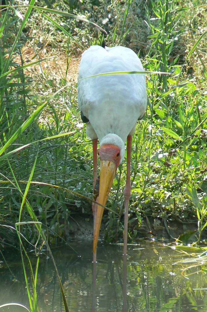 Réserve africaine de Sigean - African giant walkthrough aviary - Yellow-billed stork