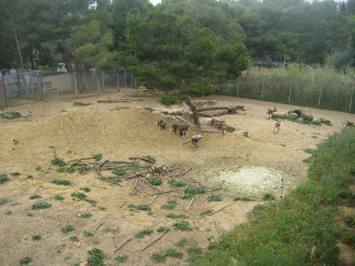 Reserve Africaine de Sigean - African wild dog exhibit