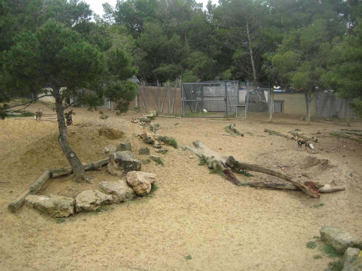Reserve Africaine de Sigean - African wild dog exhibit