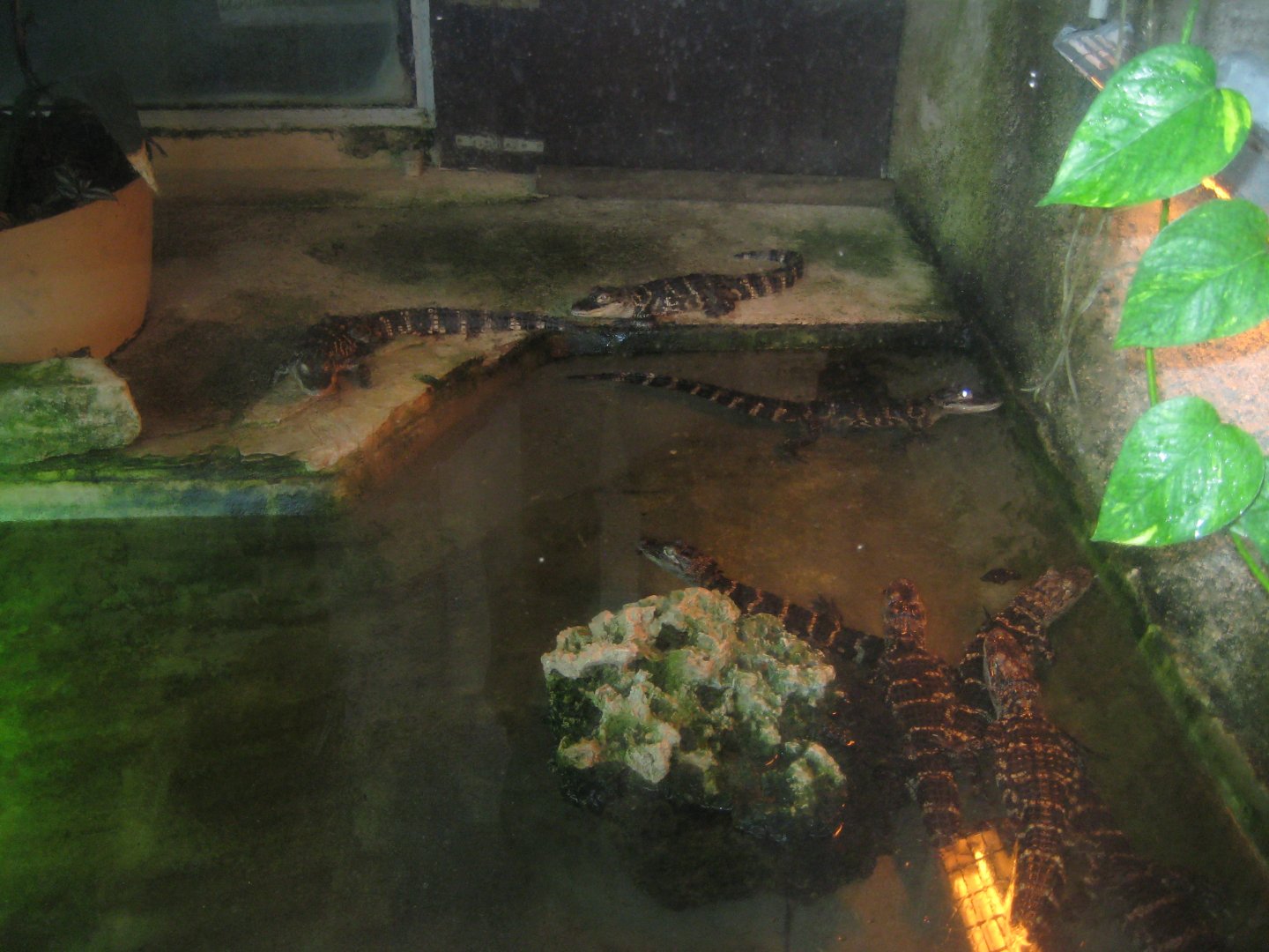 Reserve Africaine de Sigean - Alligator exhibit