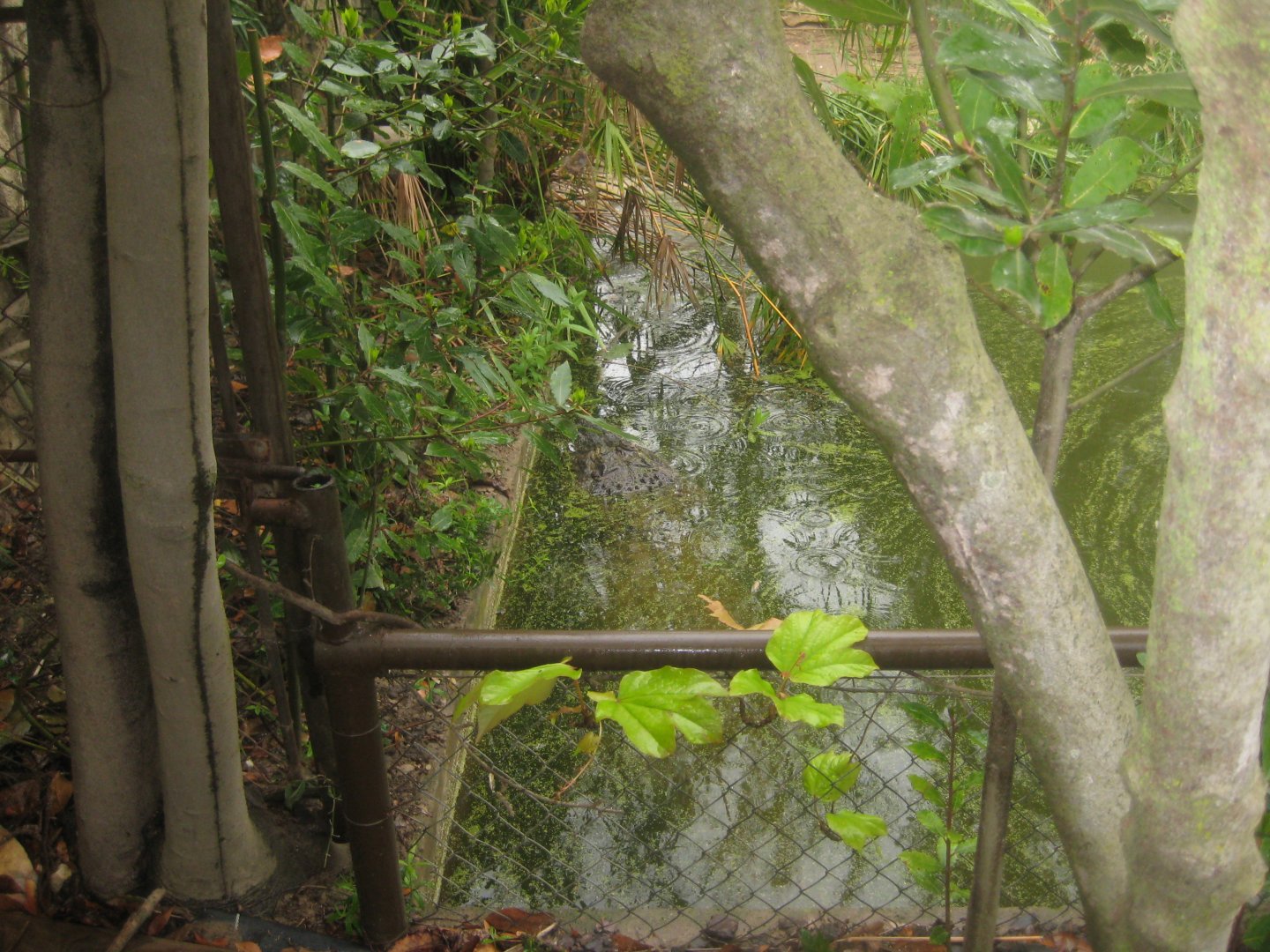 Reserve Africaine de Sigean - Alligator pond