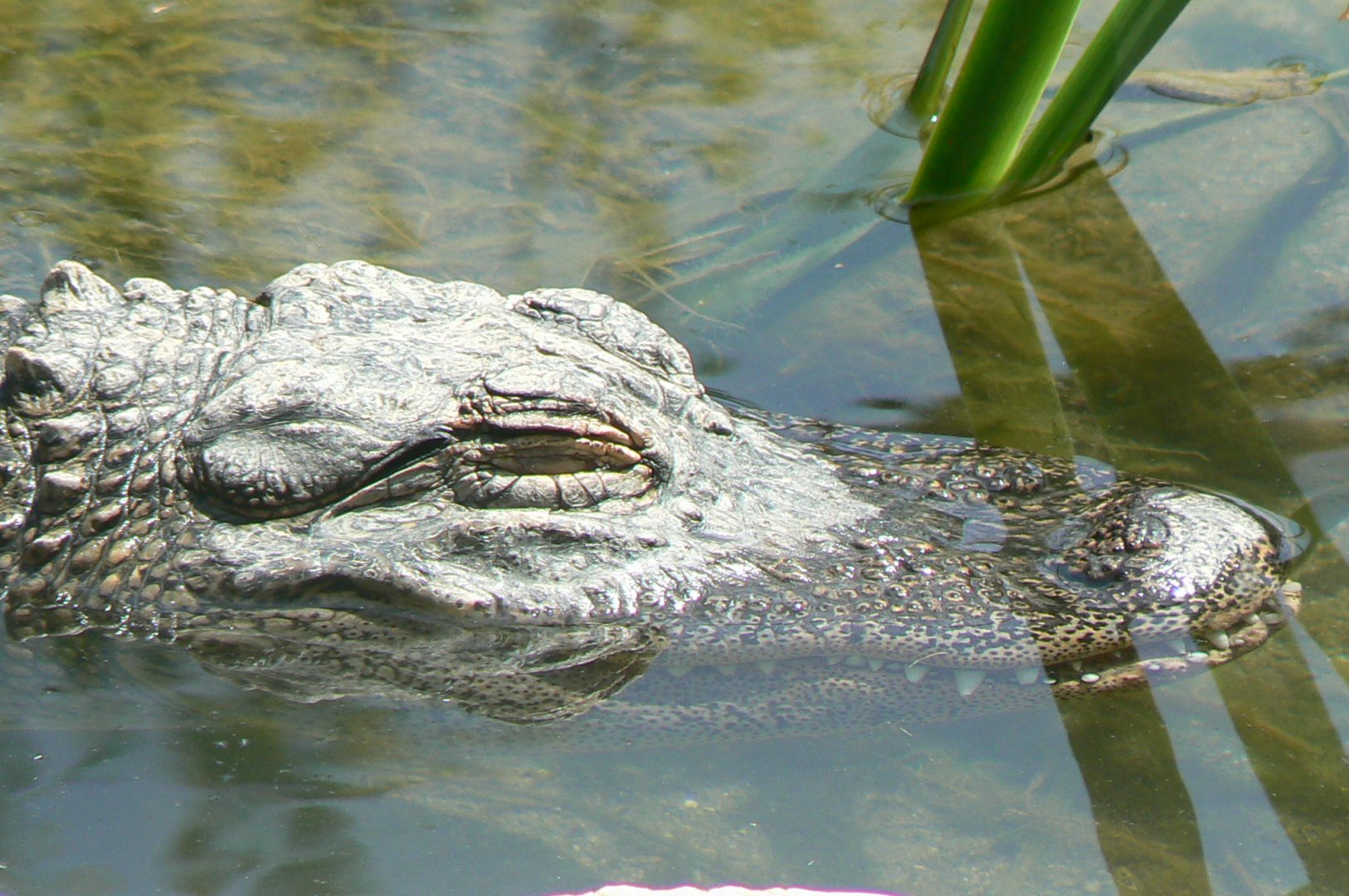 Réserve Africaine de Sigean - American alligator