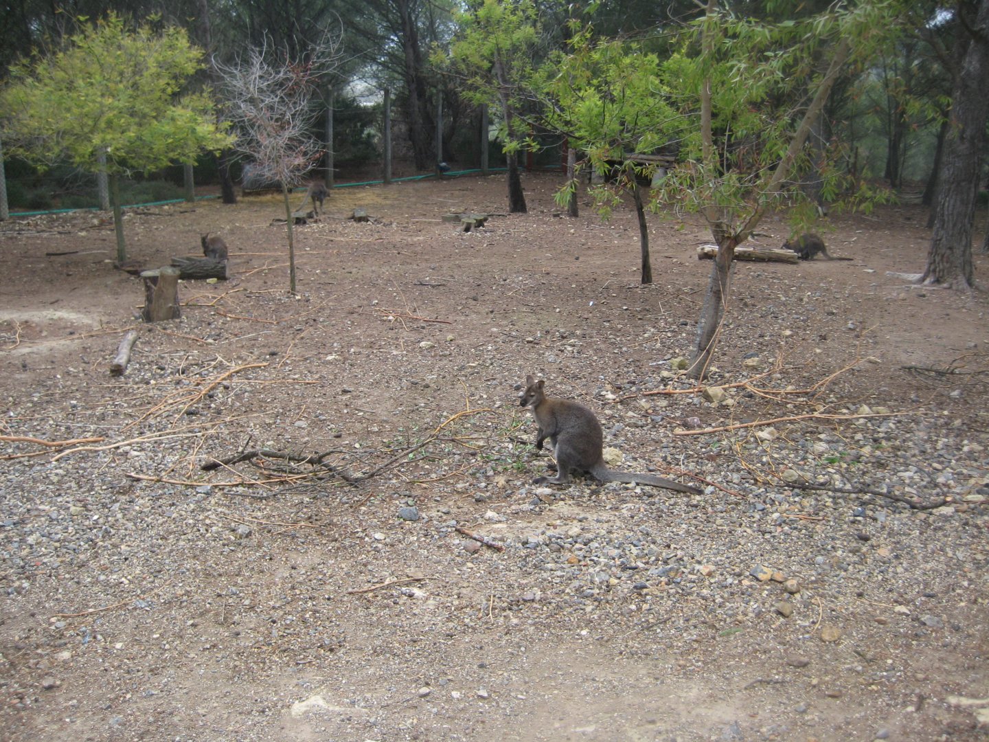 Reserve Africaine de Sigean - Australia exhibit