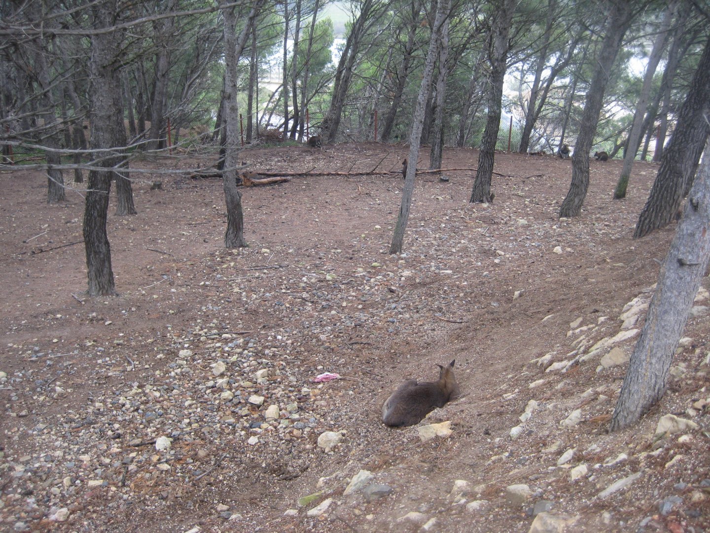 Reserve Africaine de Sigean - Australia exhibit