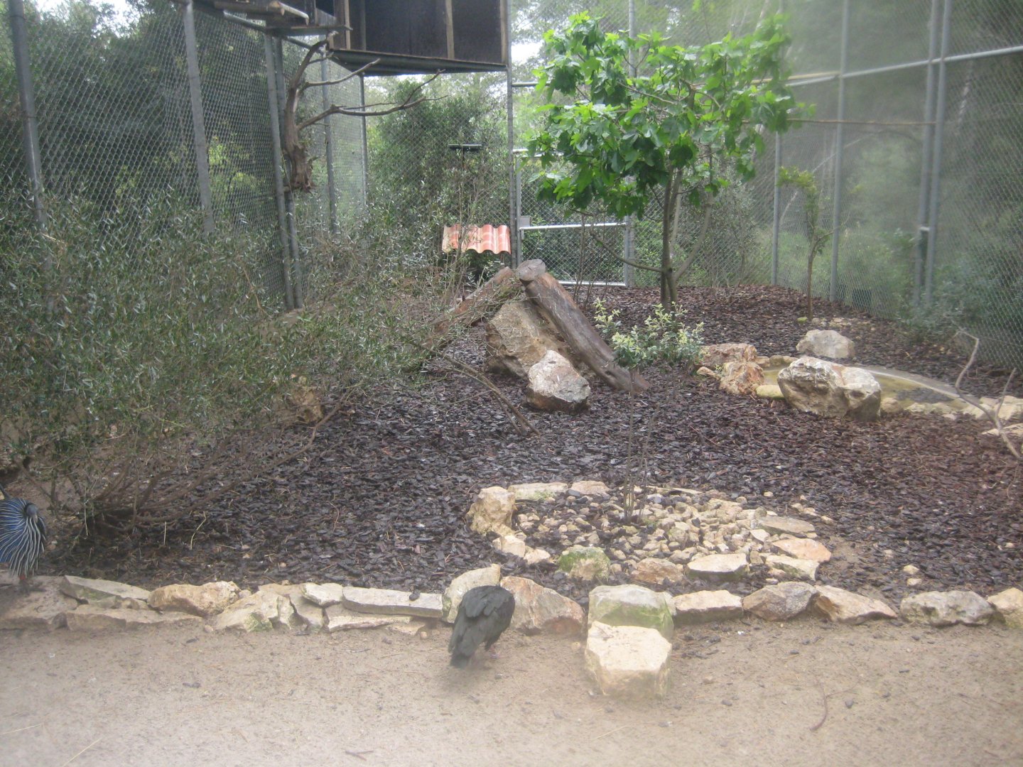 Reserve Africaine de Sigean - Bald ibis aviary