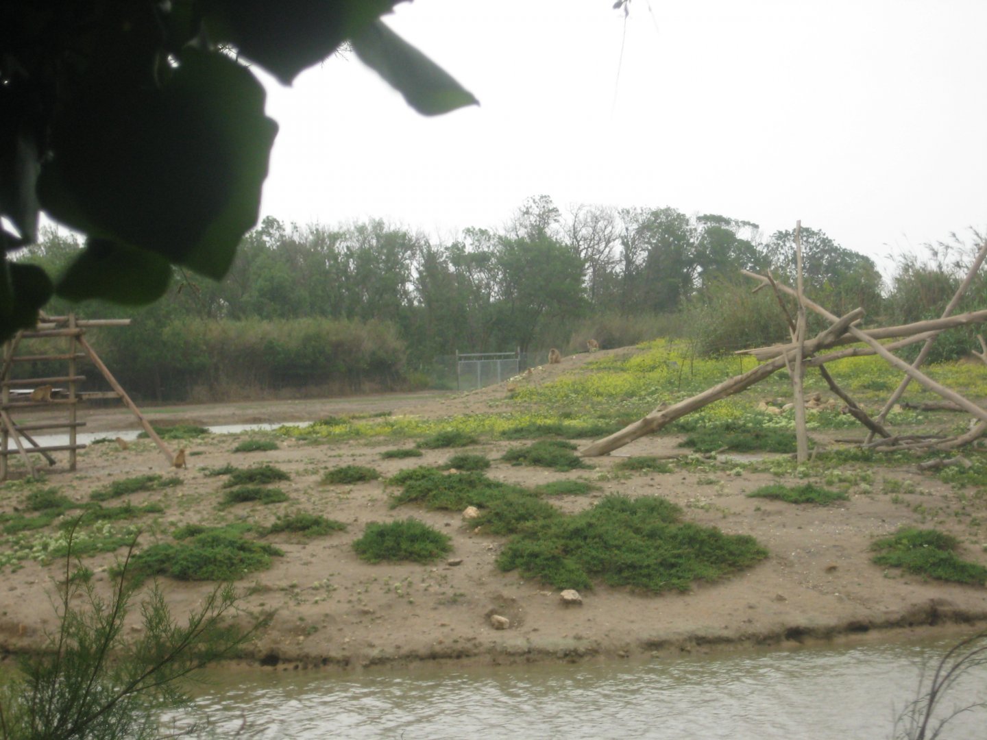 Reserve Africaine de Sigean - Barbary macaque island