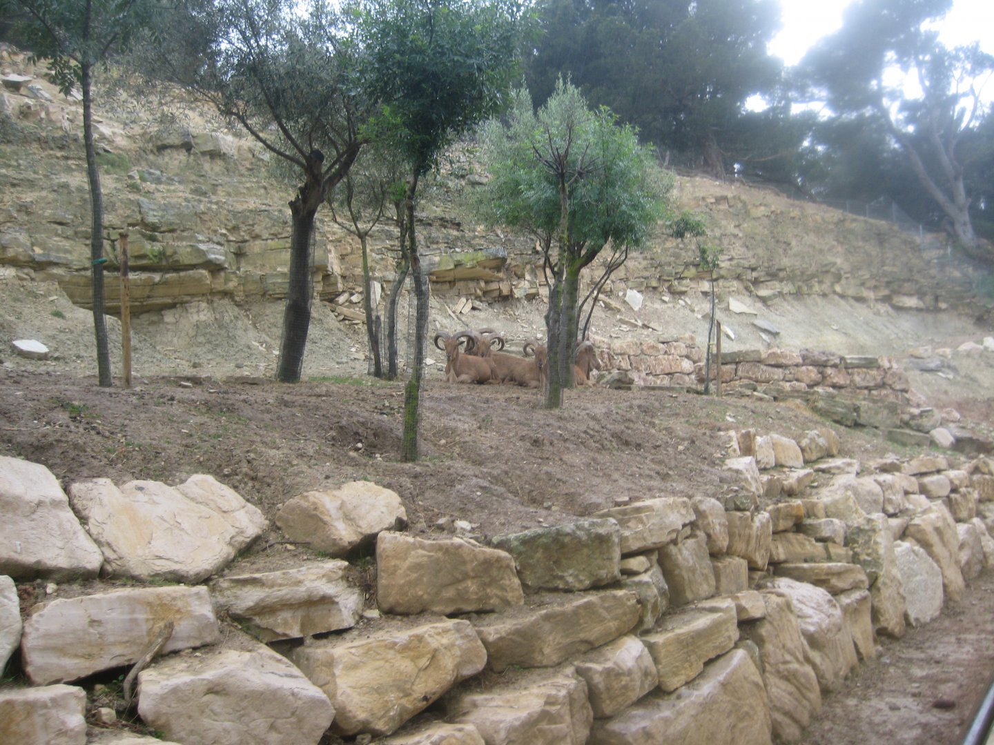 Reserve Africaine de Sigean - Barbary sheep exhibit