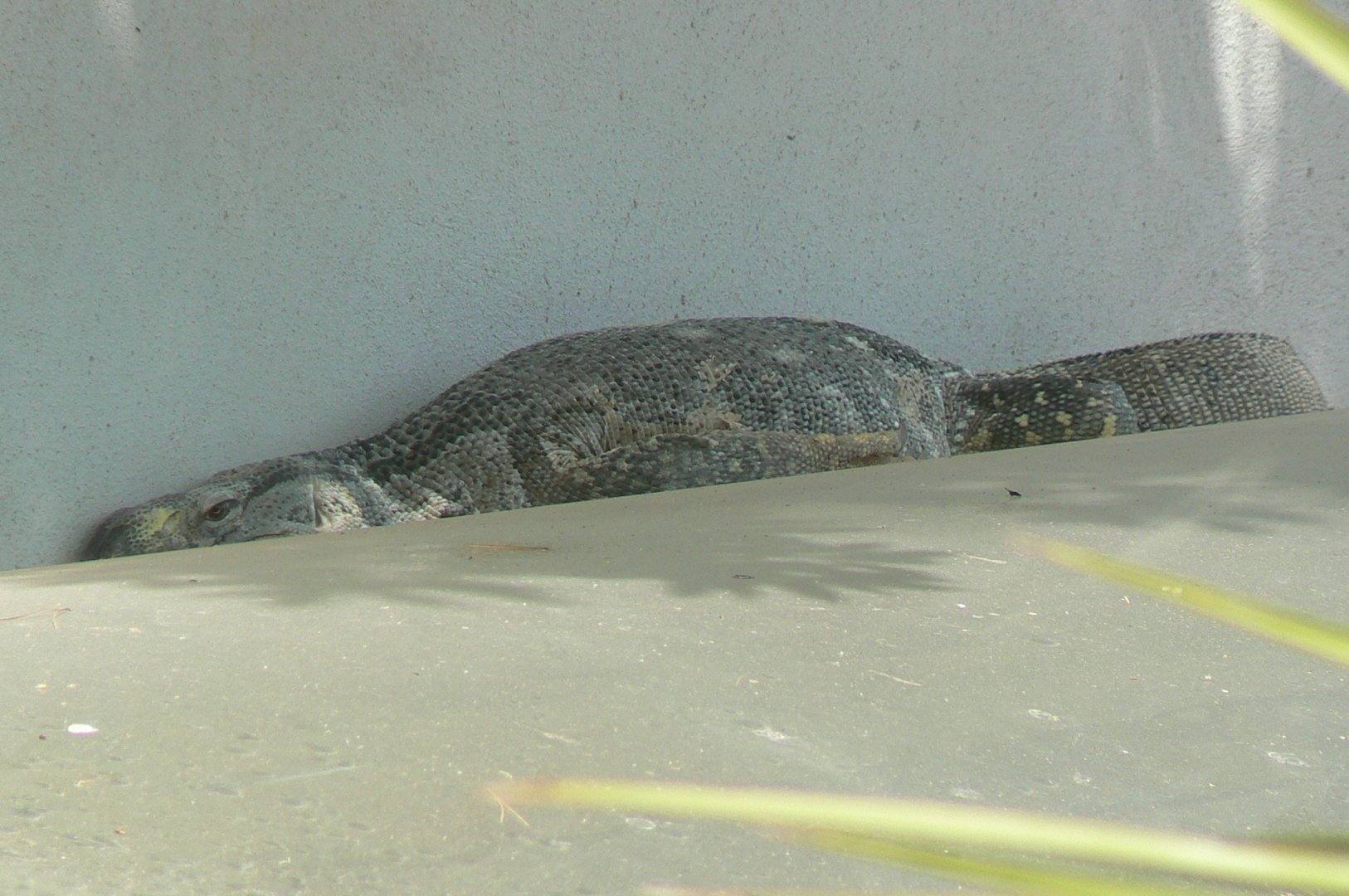 Réserve Africaine de Sigean - Black-throated monitor sleeping.