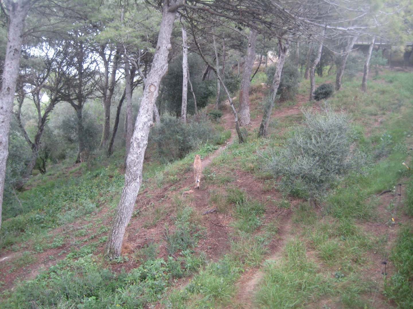 Reserve Africaine de Sigean - Cheetah exhibit