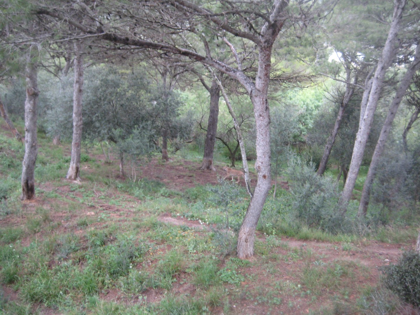 Reserve Africaine de Sigean - Cheetah exhibit