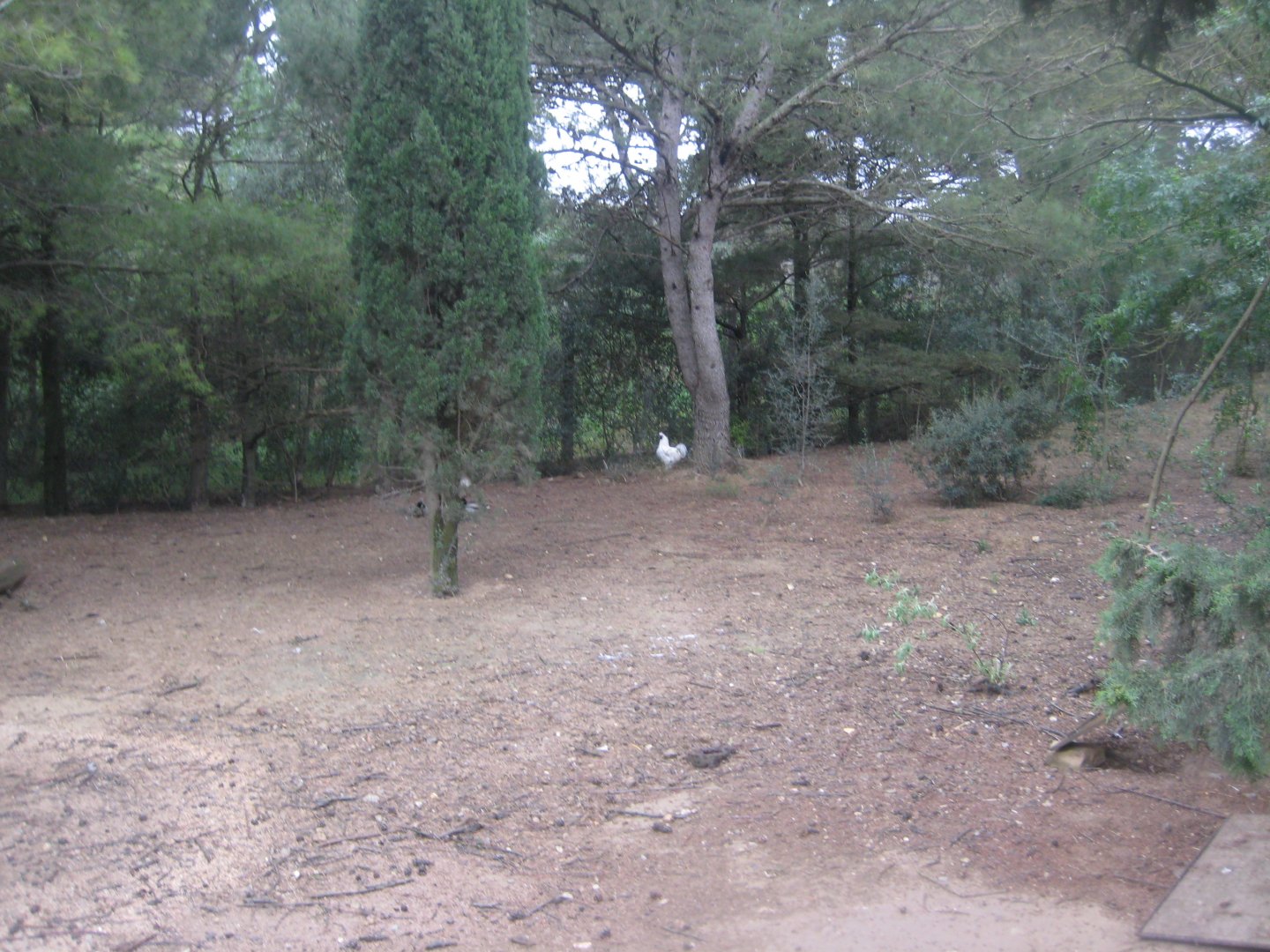 Reserve Africaine de Sigean - Chicken exhibit