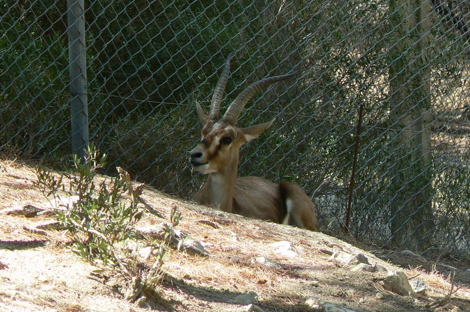 Réserve Africaine de Sigean - Cuvier's gazelle