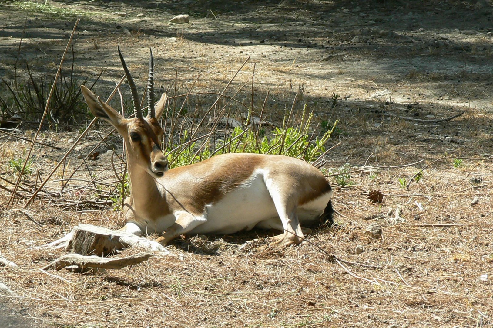 Réserve Africaine de Sigean - Cuvier's gazelle
