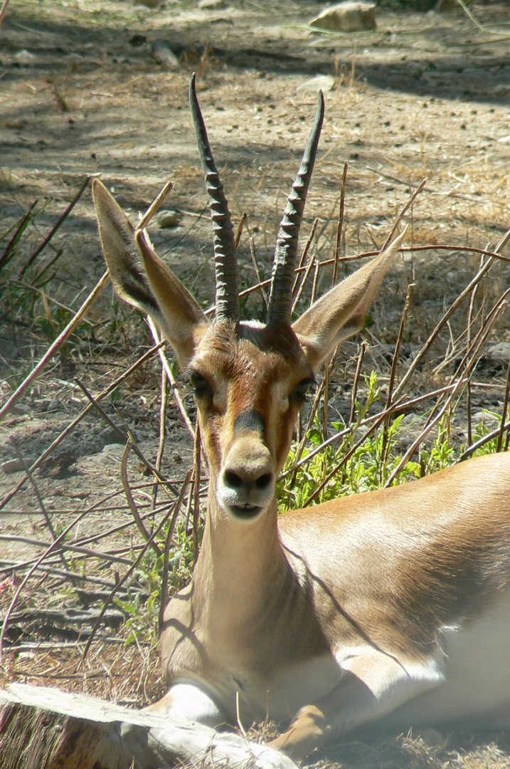 Réserve Africaine de Sigean - Cuvier's gazelle