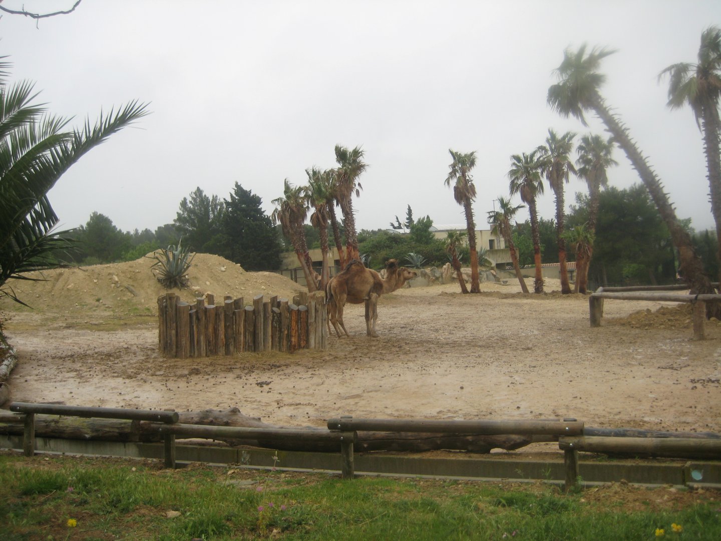 Reserve Africaine de Sigean - Dromedary exhibit