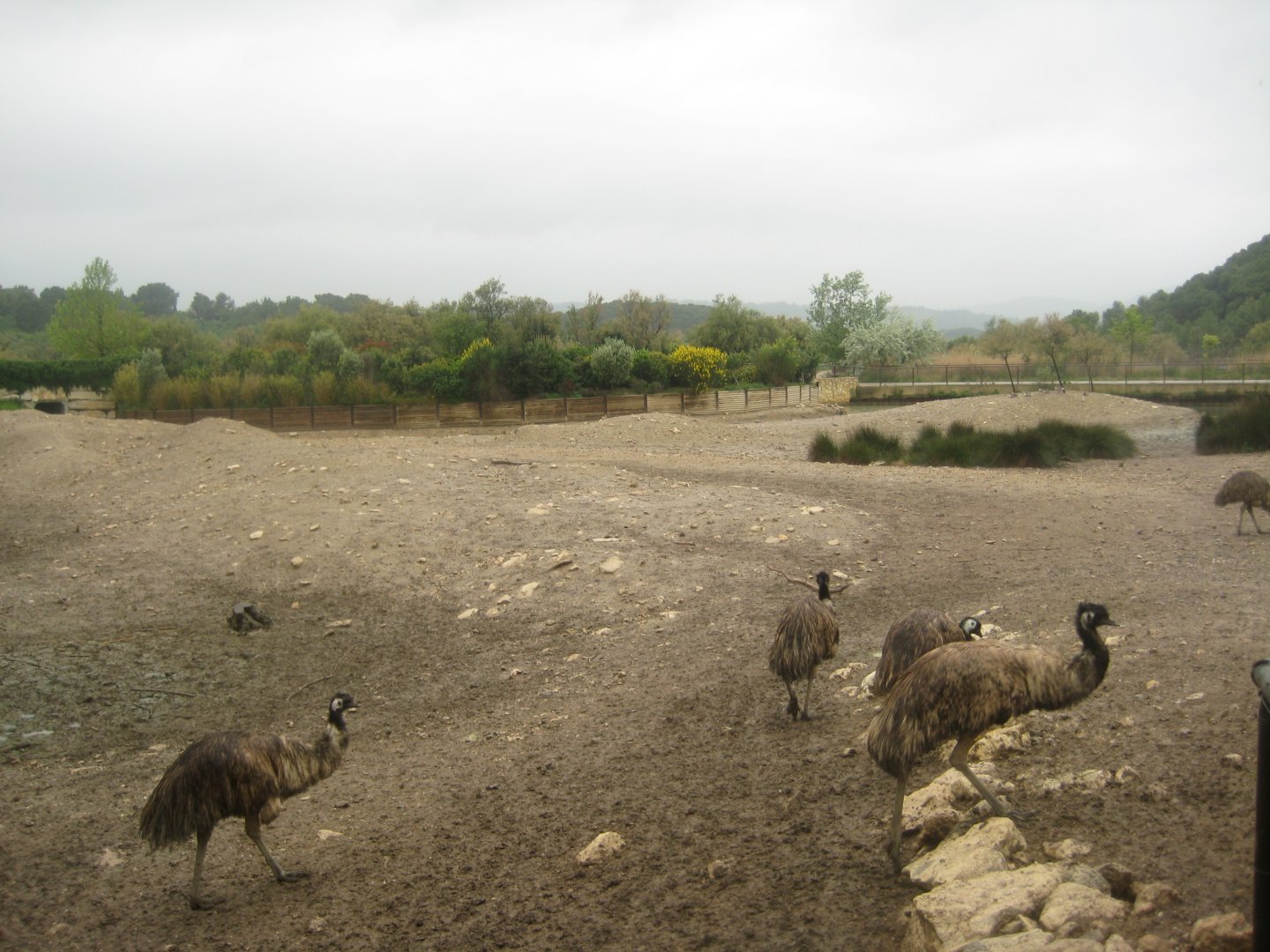Reserve Africaine de Sigean - Emu exhibit