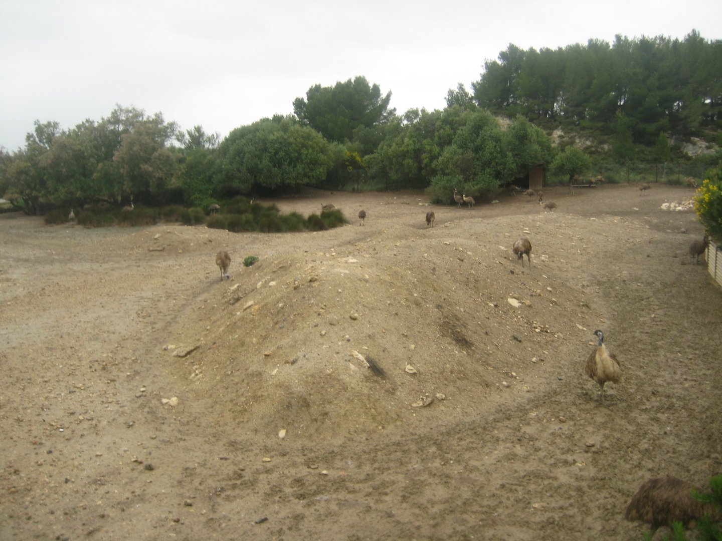 Reserve Africaine de Sigean - Emu exhibit