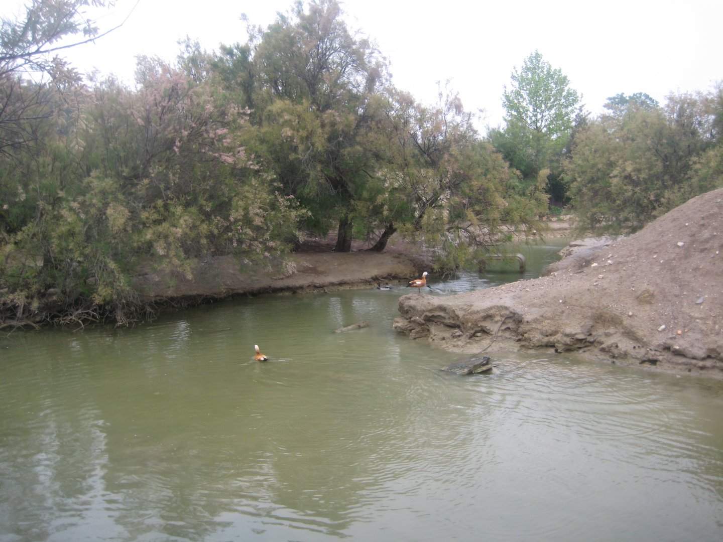 Reserve Africaine de Sigean - Emu lake