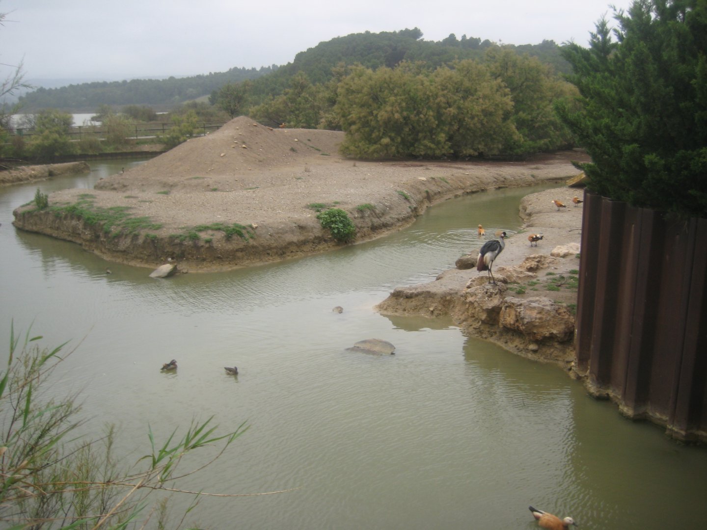 Reserve Africaine de Sigean - Emu lake