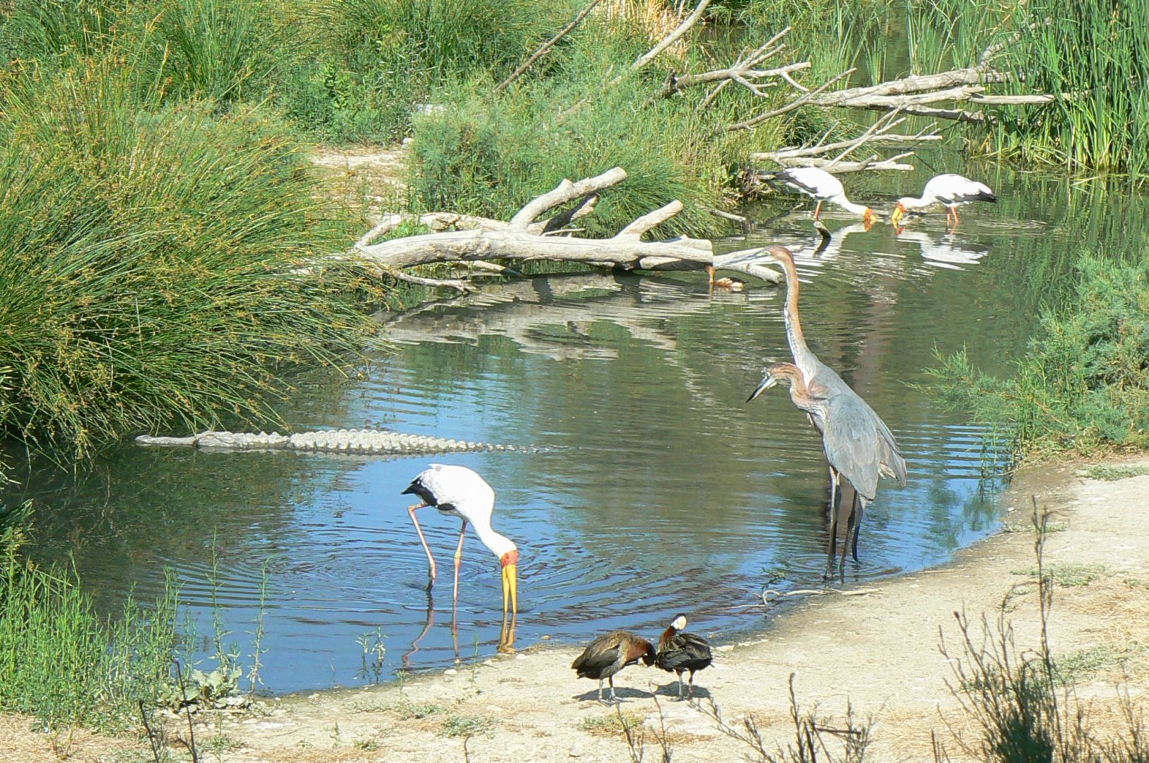 Réserve Africaine de Sigean - Giant african walkthrough aviary - Not necessary to go to Africa