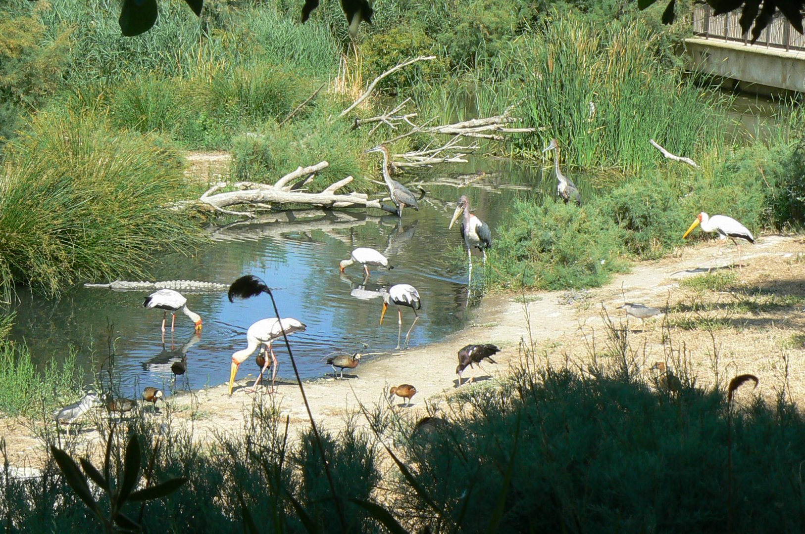 Réserve Africaine de Sigean - Giant african walkthrough aviary - Not necessary to go to Africa