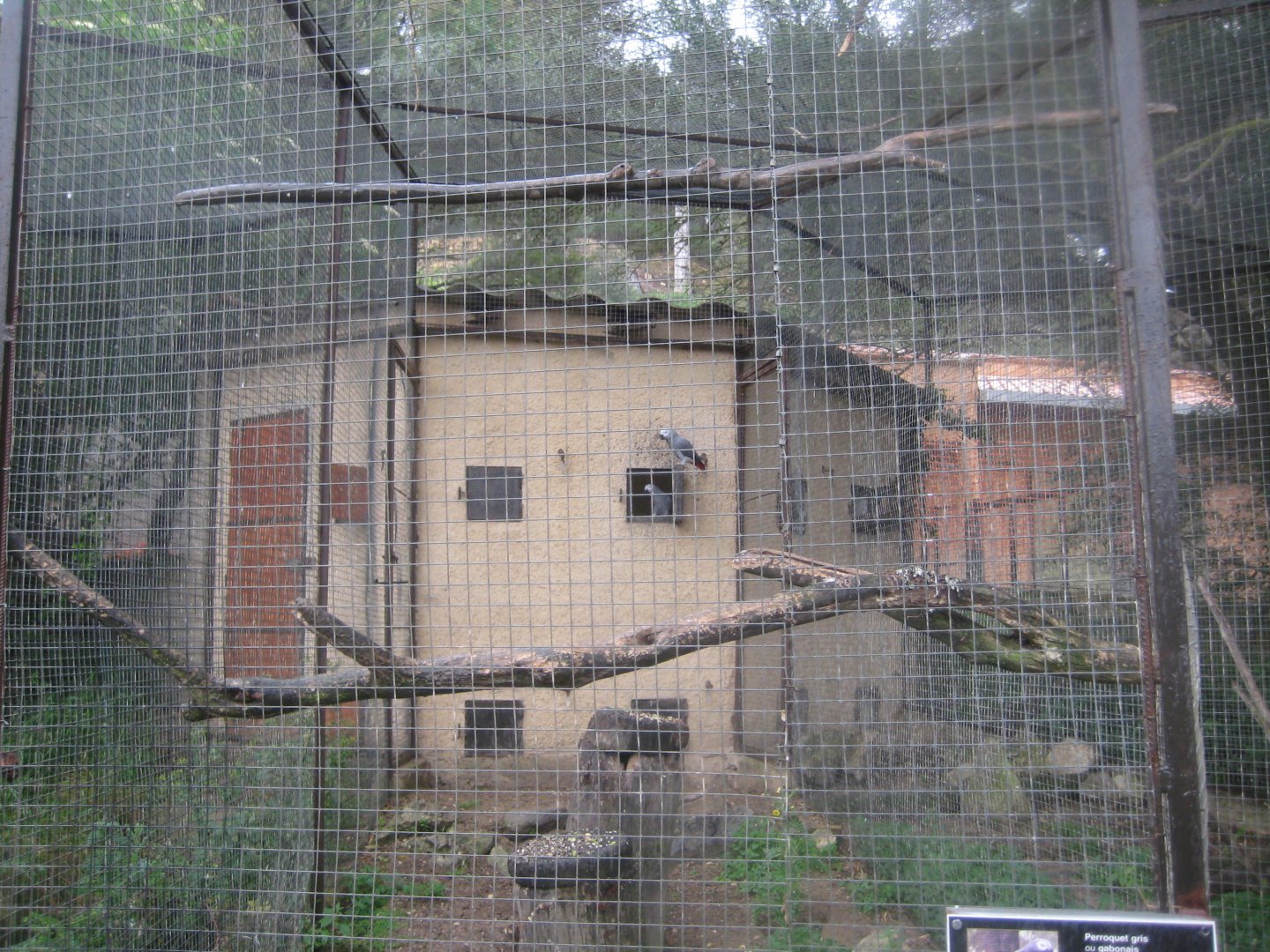 Reserve Africaine de Sigean - Grey parrot aviary