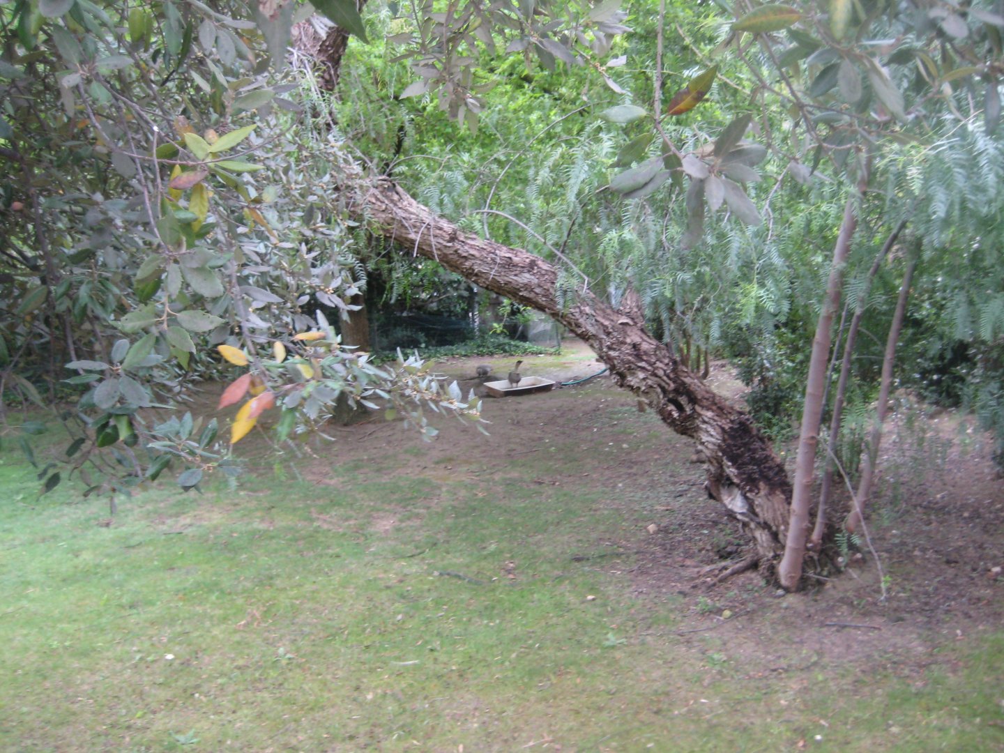 Reserve Africaine de Sigean - Hawaiian goose exhibit